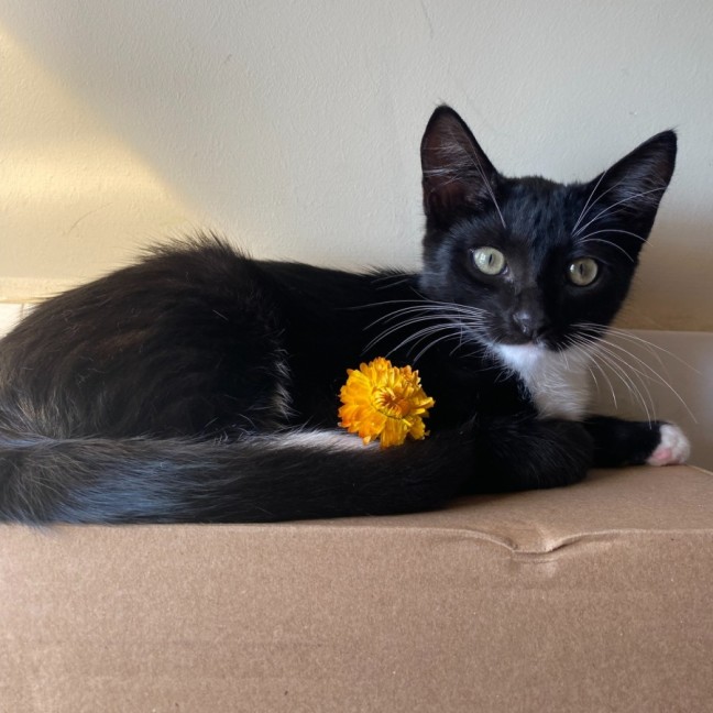 Photo of Lucy   Reduced Adoption Fee