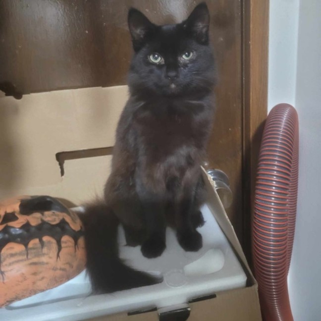 Photo of Finley *9 Lives Project Rescue*