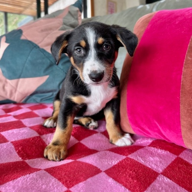 Photo of Clarice Cliff