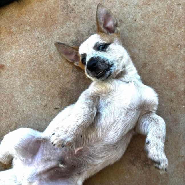 Photo of Rex