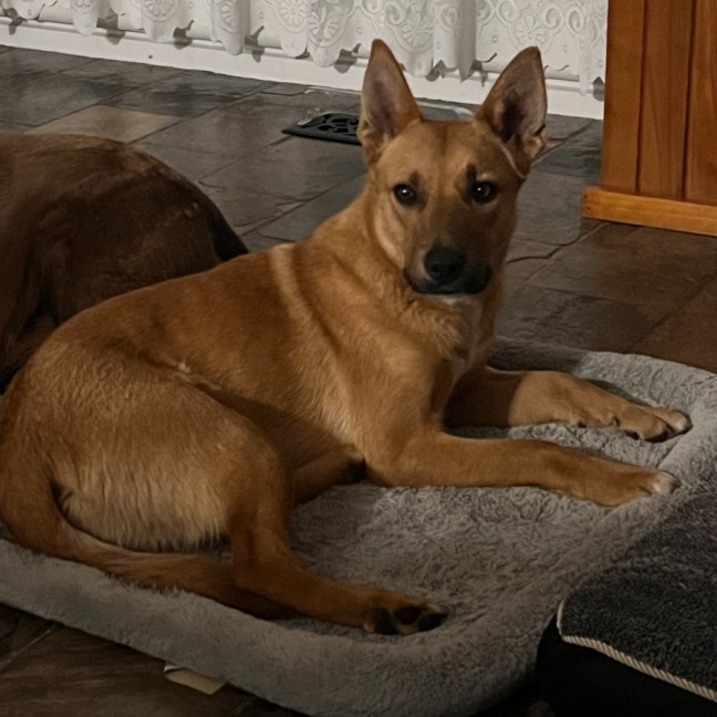 Photo of Dingo