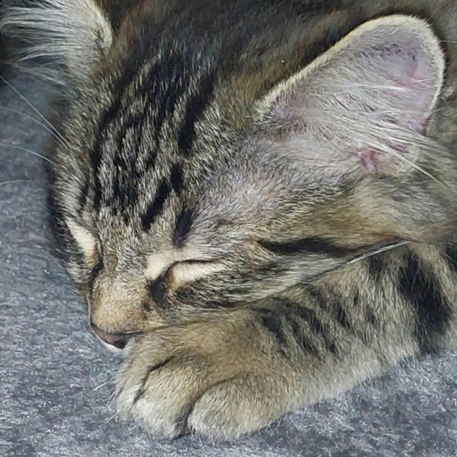 Photo of Taco