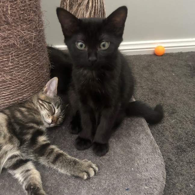 Photo of Nightfury And Horizon 