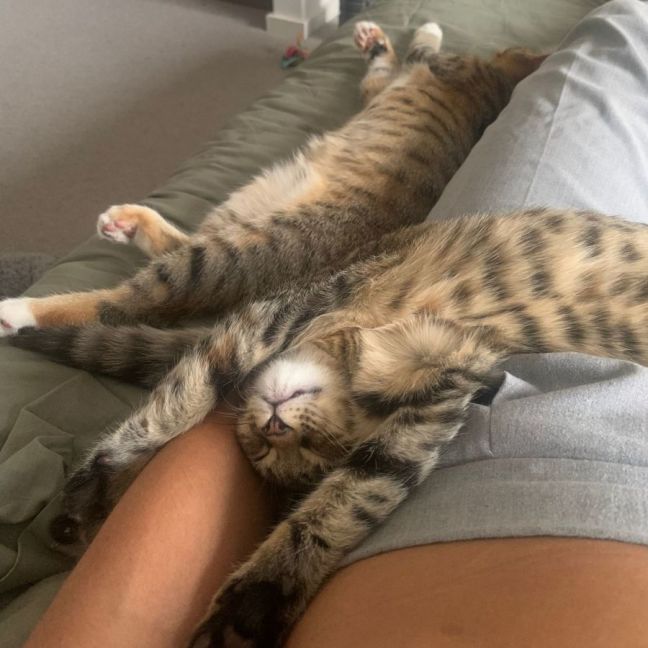 Photo of Sophia & Coco