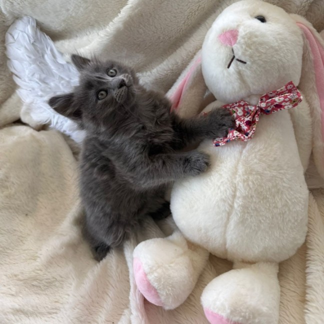 Photo of Hamilton 💙