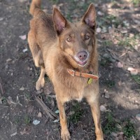 Photo of Fudge