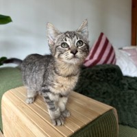 Photo of Sprocket