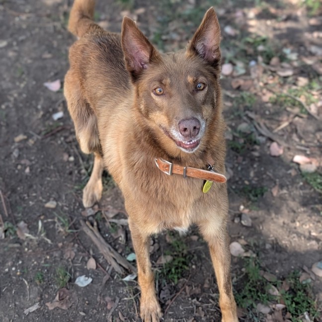 Photo of Fudge