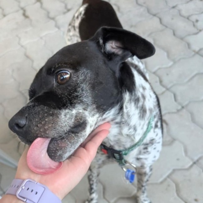 Photo of Puggles   6 Year Old Cattle X Pug