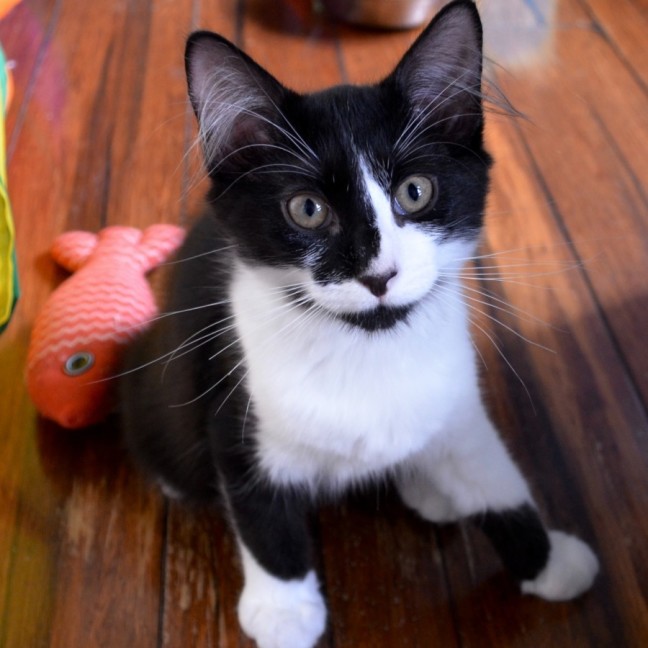 Photo of Rorschach (Rory)