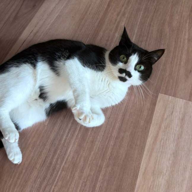 Photo of Moustache 