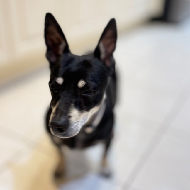 Photo of Alfie