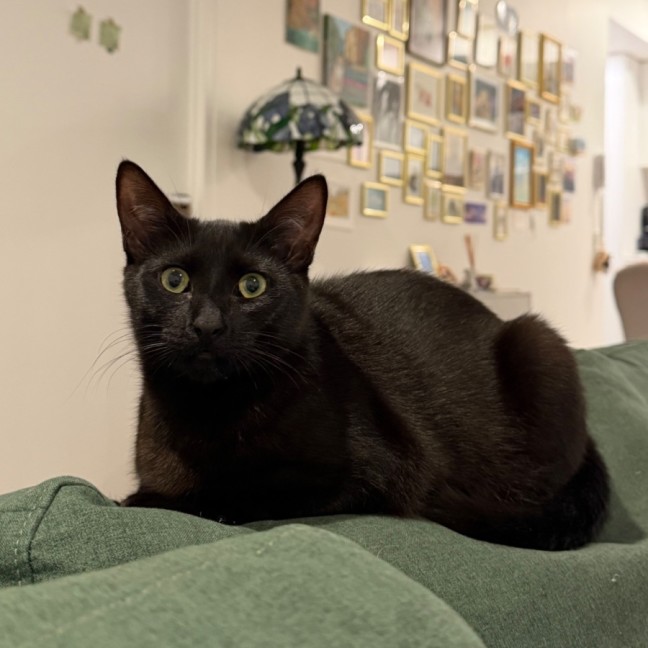 Photo of Hattie