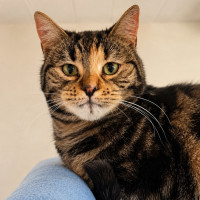 Photo of Violet