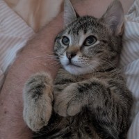 Photo of Cook