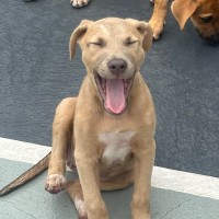 Photo of Paisley 🐶🦋