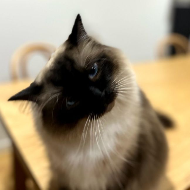 Photo of Ragdoll Brothers Loki & Thor