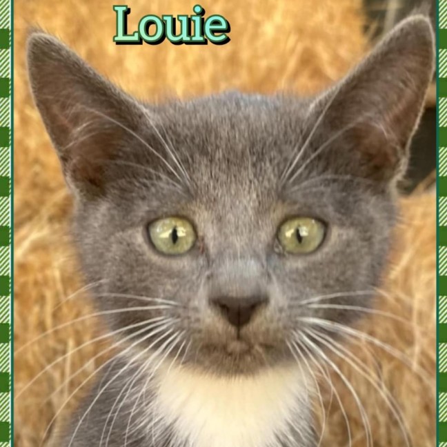 Photo of Louie