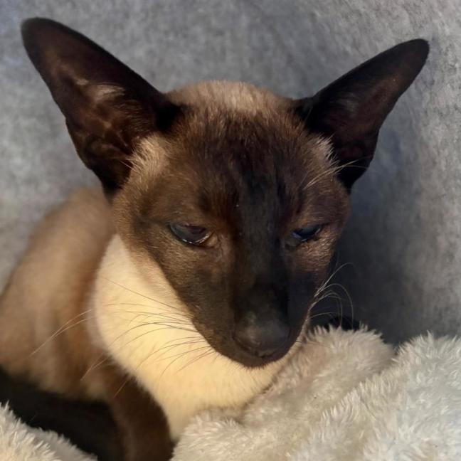 Photo of Sweetie Pie