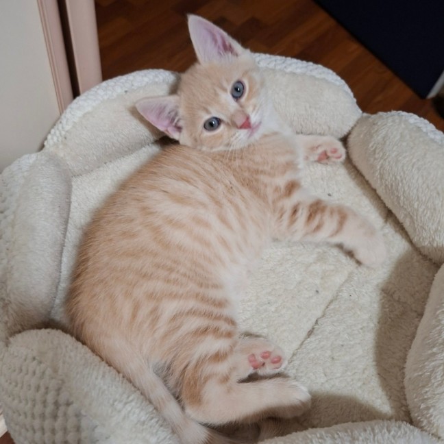 Photo of Aldi Special