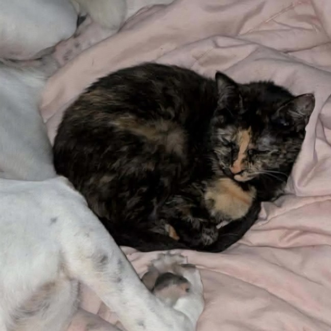 Photo of Delilah