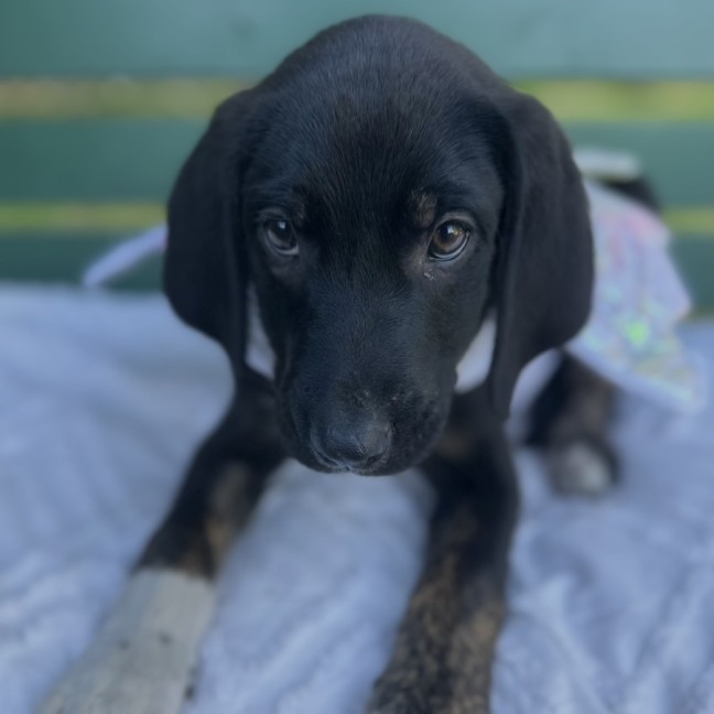 Photo of Pennybunger