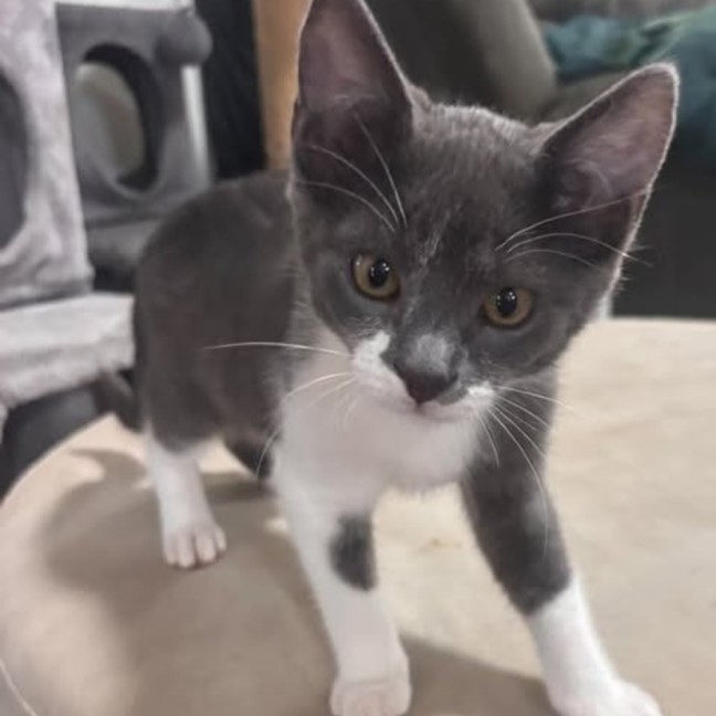 Photo of Theo