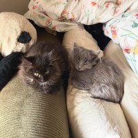 Photo of Cinder