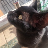 Photo of Godrick
