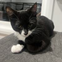 Photo of Dallas ** 2nd Chance Cat Rescue**