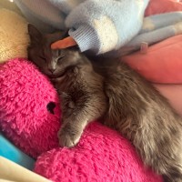 Photo of Chia