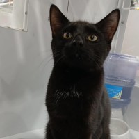 Photo of Chiko Meet Me@Petstock Keysborough Store 