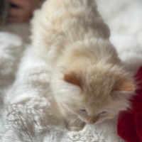 Photo of Oats Meet Me @Petstock Carrum Downs Store