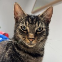 Photo of Pebbles *9 Lives Project Rescue*