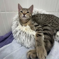 Photo of Bud   In Foster Care In Boronia