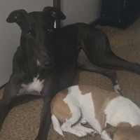 Photo of Secrets, The Greyhound 