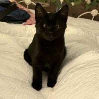 Photo of Violet