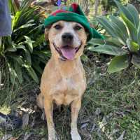 Photo of Honey
