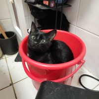 Photo of Viola
