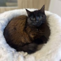 Photo of 🌱 Petunia 5628 🌱