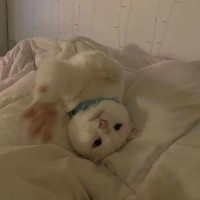 Photo of 🩵🤍Indiana Jones🤍🩵