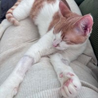 Photo of Banjo
