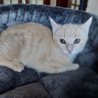 Photo of Lemon Meringue