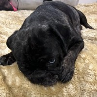 Photo of Opal