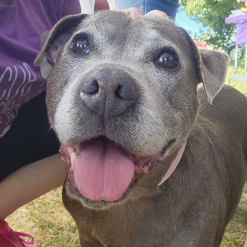 Sara - Staffordshire Bull Terrier Dog