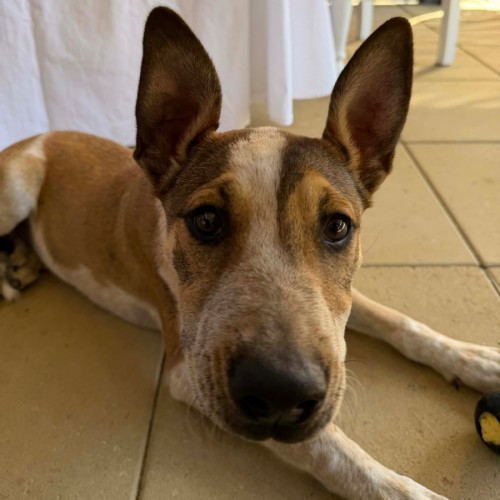 Hunter - Australian Cattle Dog