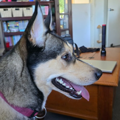 Kai - Siberian Husky Dog