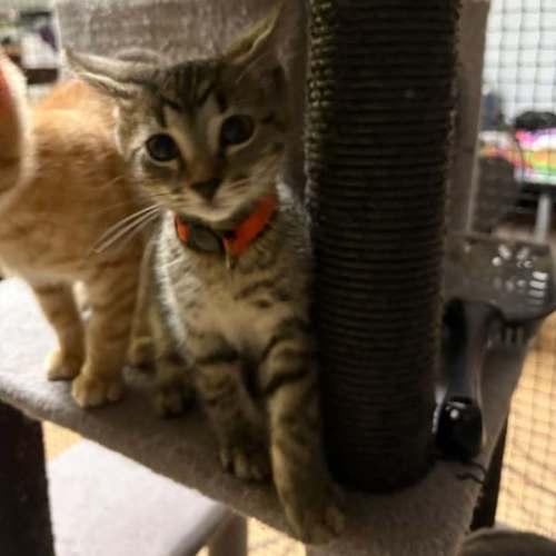 Zuma - Domestic Short Hair (DSH) Cat