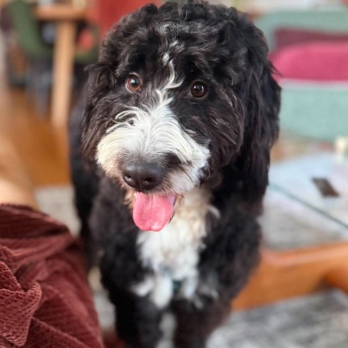 Aiko - Bernese Mountain Dog x Poodle Dog