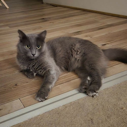 Rhys - Domestic Medium Hair (DMH) Cat